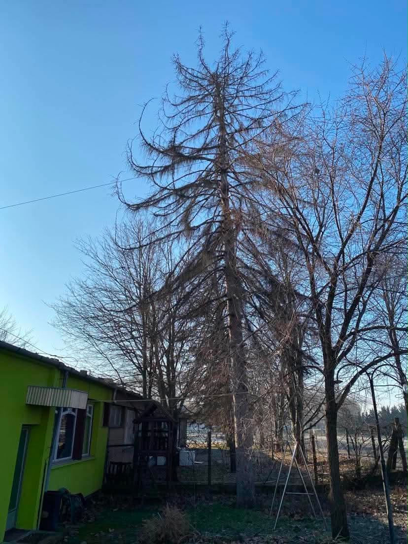 Kiszáradt fenyő kivágás előtt