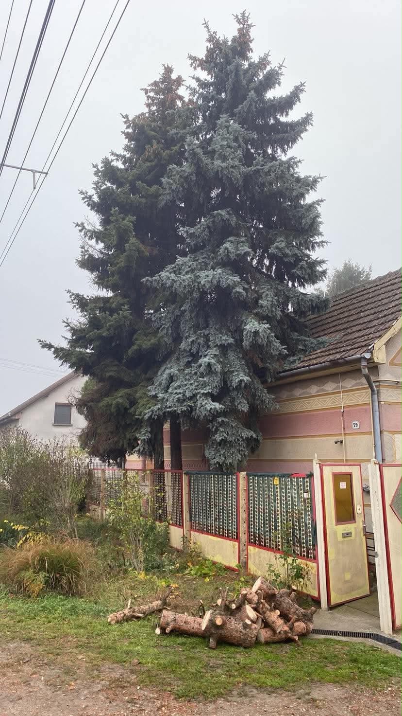Ház fölé nőtt fenyők kivágás előtt